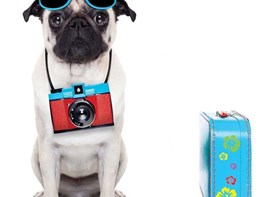 Hund med solbriller, kamera og kuffert 